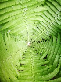 Full frame shot of green leaf