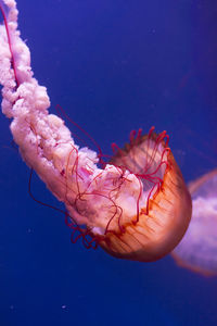 Close-up of jellyfish in sea