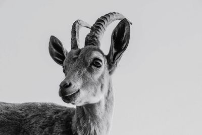 Close-up portrait of deer against clear sky