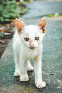 Portrait of white cat on floor