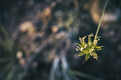 Close-up of yellow flowering plant