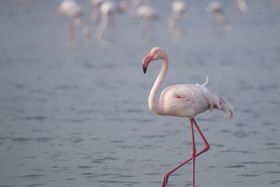 animal themes