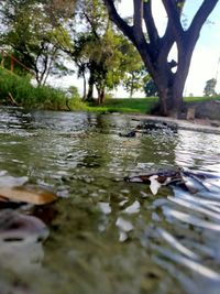 Leaves floating on water in lake