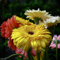 Close-up of yellow flowers blooming outdoors