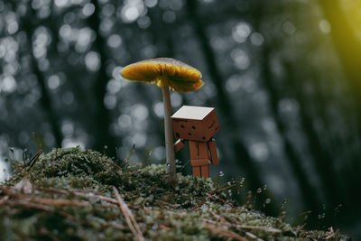 Danboard by mushroom growing on field