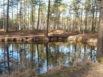 Reflection of trees in lake