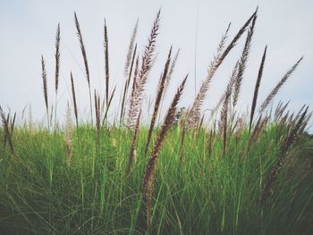 Close-up of stalks in field against sky