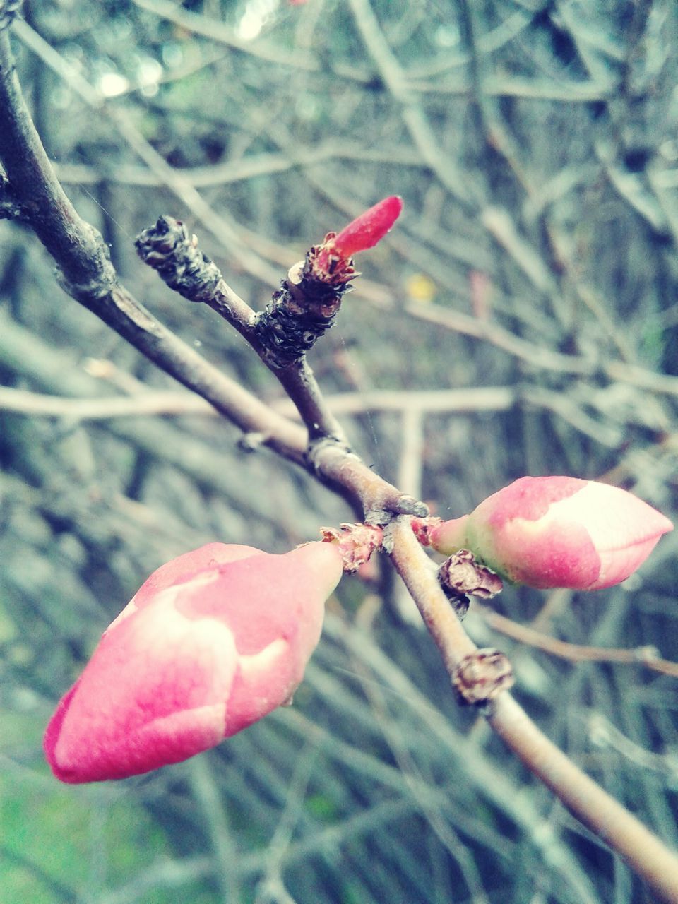 CLOSE-UP OF RED FRUIT ON TREE