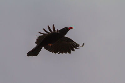 Low angle view of a bird flying
