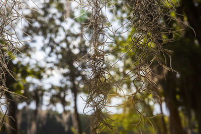 Low angle view of plants growing in forest