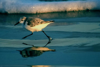 Reflection of sandpiper on water beach