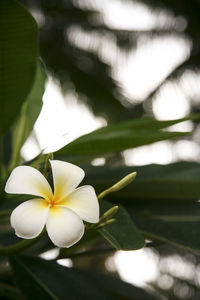 Close-up of white flowering plant