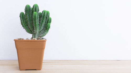 Close-up of potted plant on table against white background