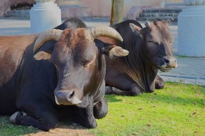 Cows in a field