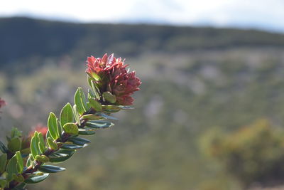 Close-up of flowering plant