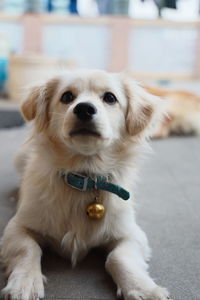 Close-up portrait of puppy sitting on floor