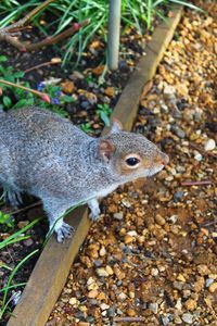 High angle view of squirrel on pebbles