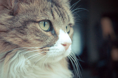 Close-up portrait of cat