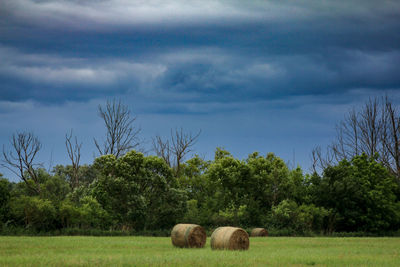 Hay bales in a field