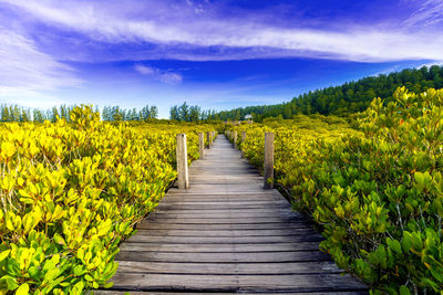 Wooden bridge at tung prong thong or golden mangrove field, rayong province, thailand