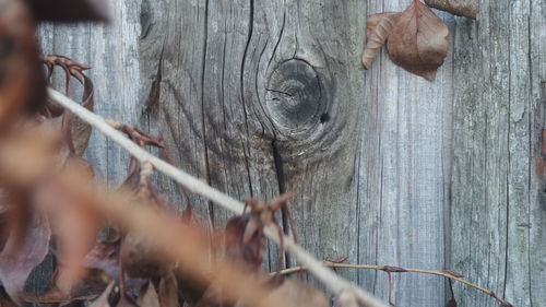 Close-up of wooden wall