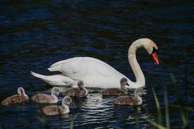 Swans swimming in lake