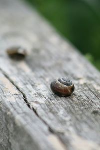 Close-up of wooden plank
