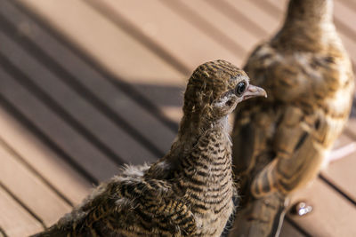 Close-up of a bird