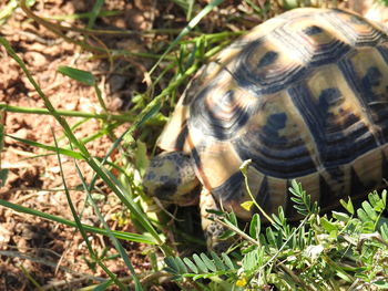 Close-up of a reptile on a field