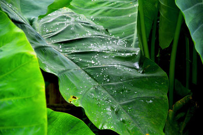 Close-up of wet leaves