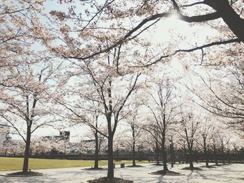 Trees against sky