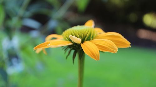 Close-up of daisy flowers