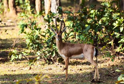 Side view of deer standing on field in forest