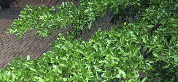 Plants growing on wall