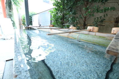 Reflection of trees in swimming pool