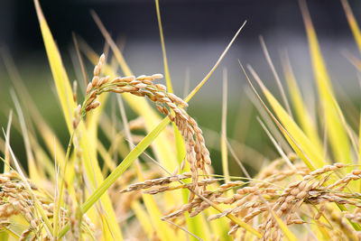 Close-up of wheat on grass