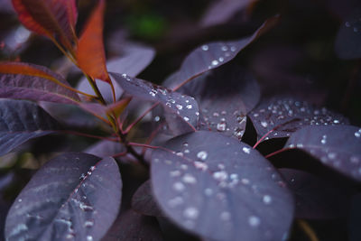 Close-up of wet plant leaves during rainy season