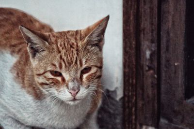 Close-up portrait of cat