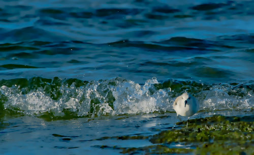 Close-up of duck swimming in sea