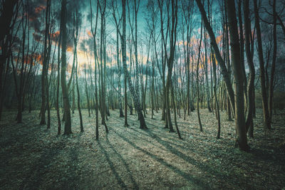 Scenic view of forest