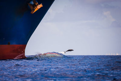 Fish diving in sea with ship in foreground