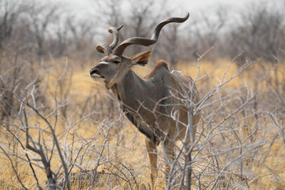 Deer standing on field