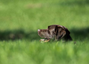 Close-up of dog on field