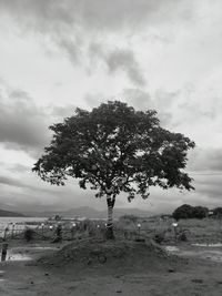 Tree on field against sky