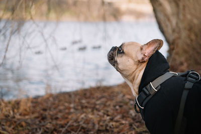 Close-up of french bulldog dog looking away by the lake in the park