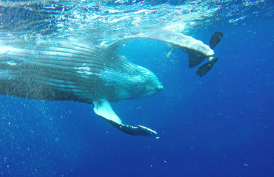 Humpback whale swimming undersea