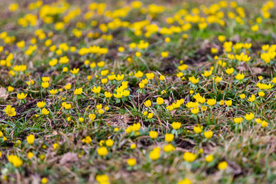 Close-up of yellow flowering plants on field