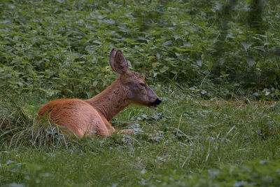 Close-up of deer on grassy field