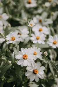 Close-up of white flowering plants