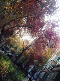 Low angle view of trees against sky